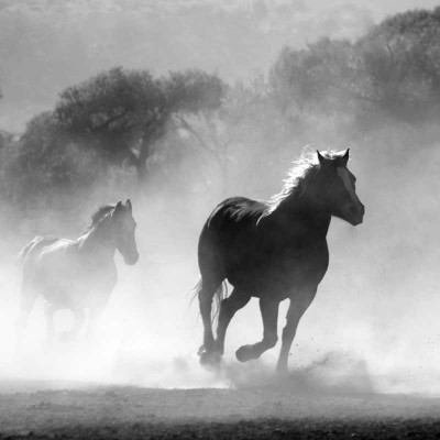 horse-430441