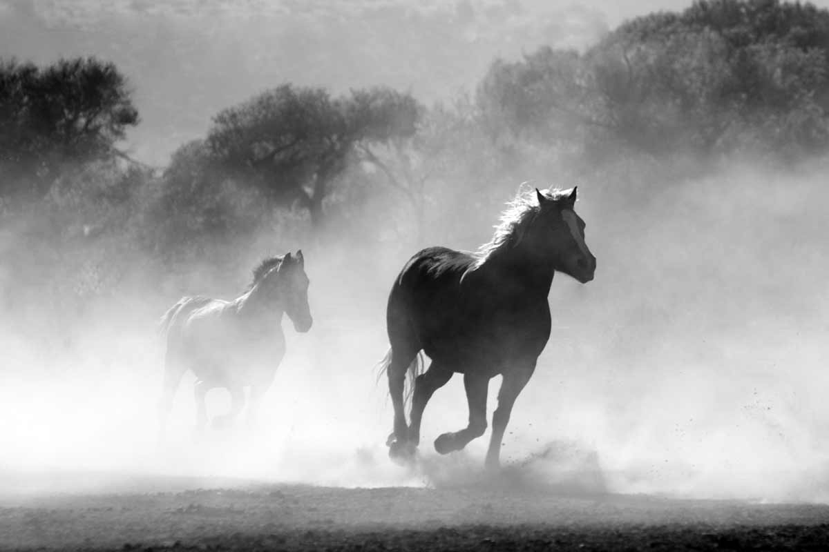 horse-430441