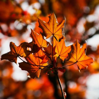 maple-325974