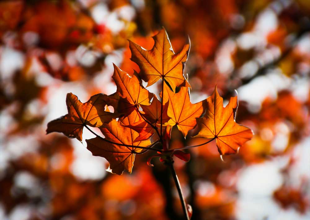 maple-325974