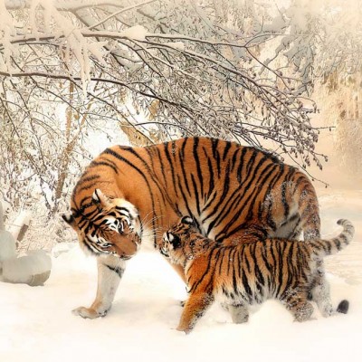 tiger-591359