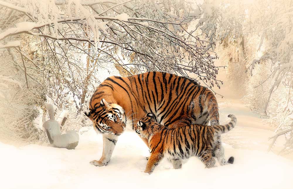 tiger-591359
